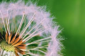 Planting A Seed That Will Bloom Through Life